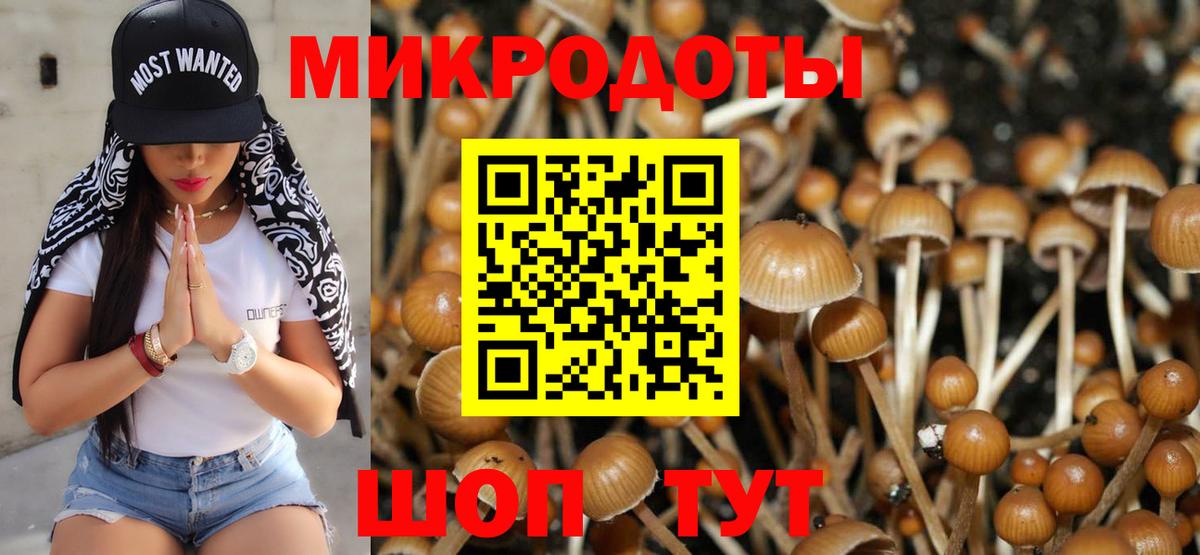 Псилоцибиновые грибы Psilocybine cubensis  Вход с VPN  Сланцы 